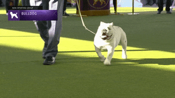 Dog Puppy GIF by Westminster Kennel Club