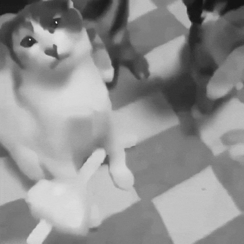Cat GIF