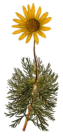 Flower Spring Sticker by babywild