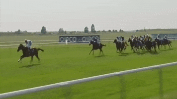 sir henry cecil champion GIF by World Horse Racing