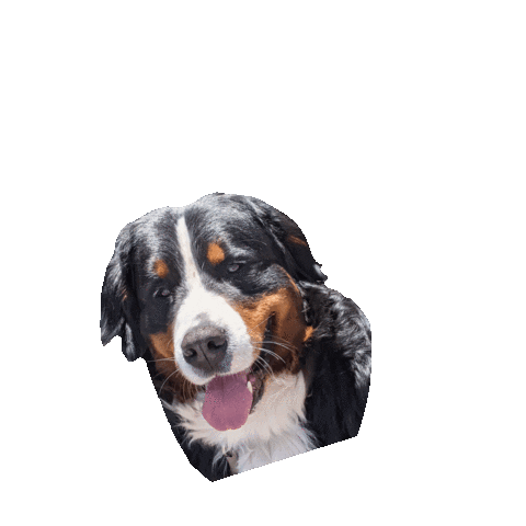 Dog Sticker