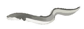 Ocean Fish Sticker