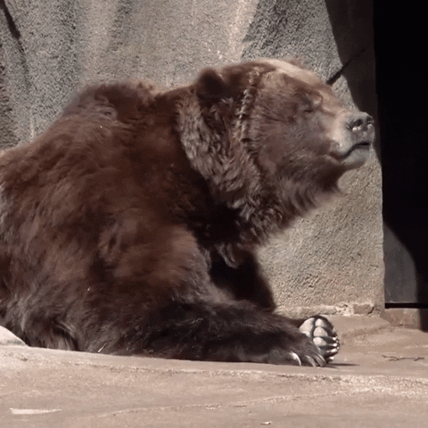 Tired Bear GIF by Storyful