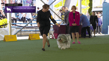Dogs GIF by Westminster Kennel Club