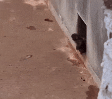 Japan Monkey GIF