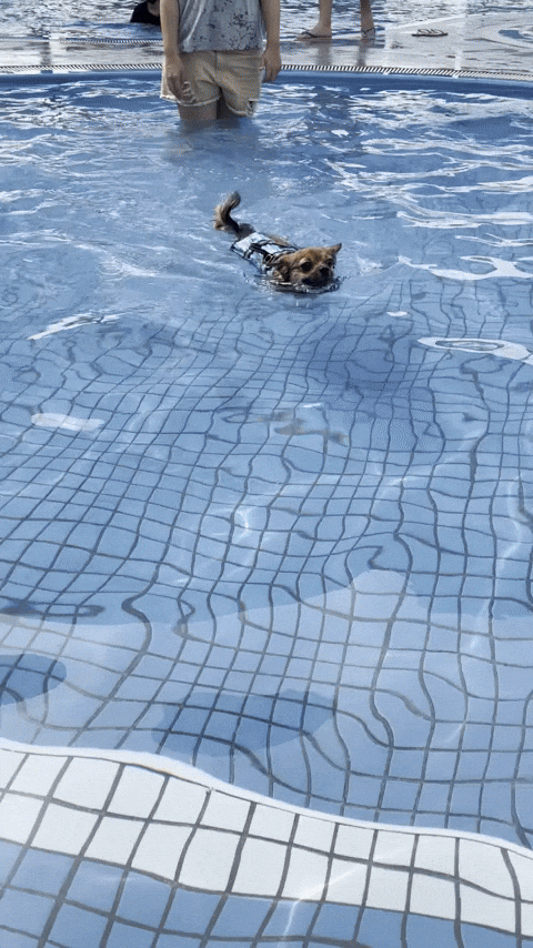 Dog GIF