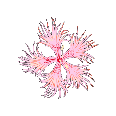 Flower Sticker