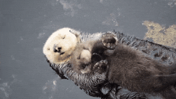 phe otters sleeping GIF