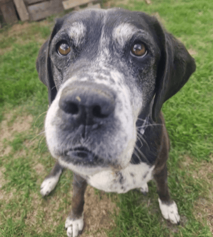 Dog GIF