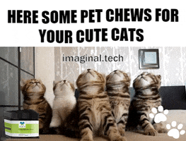 Cat GIF by Imaginal Biotech