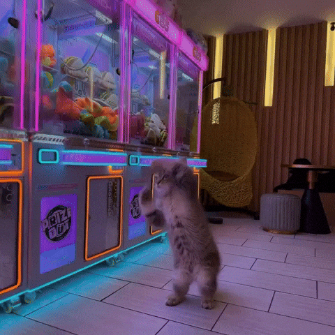 Mrwhiskerz GIF