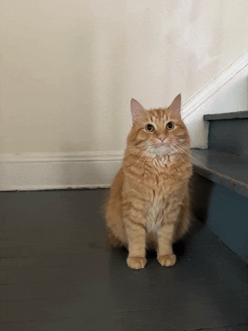Case Western GIF