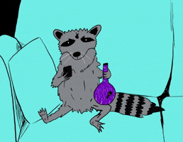 Racoon with a bong