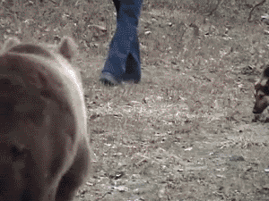 Bear GIF
