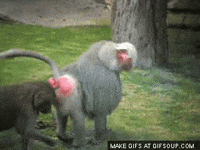 Monkey-gif GIFs - Get the best GIF on GIPHY
