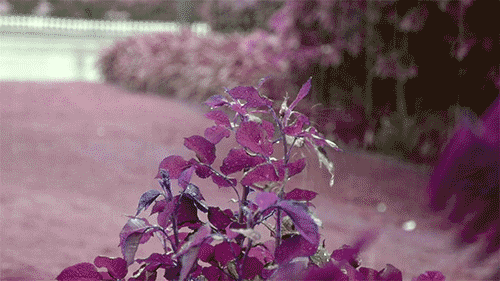 Plants Raining GIF - Find & Share on GIPHY