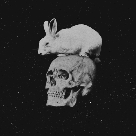Rabbit Skull GIF by Trevor Anderson
