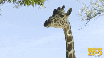 See Ya Later What GIF by Brookfield Zoo