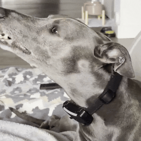 Dog What GIF