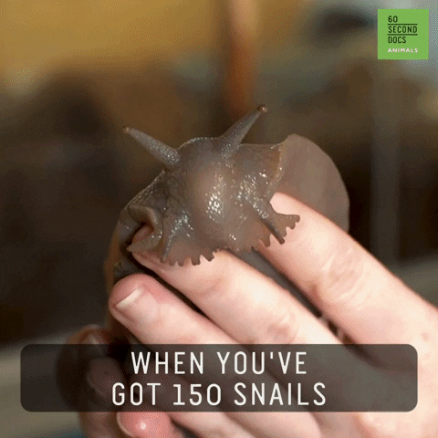 Snails Crazy Lady GIF by 60 Second Docs