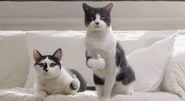 Cat Yes GIF by Hotel Rezia