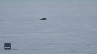 Pod of Killer Whales Swim Past San Juan Island in Washington