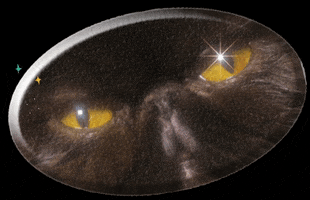 Sassy Persian Cat GIF