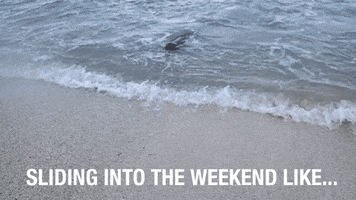 Weekend Seal GIF by Camps International