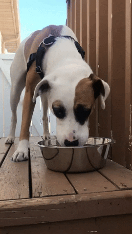 DogJogs drinking thirsty dog jogs GIF
