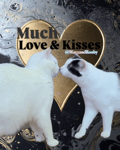 Love You Cats GIF