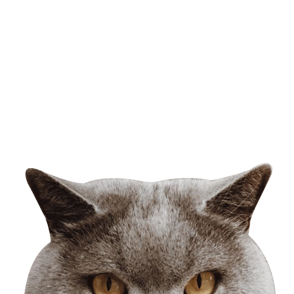 Cat Kitty Sticker by robotyreczne for iOS & Android GIPHY