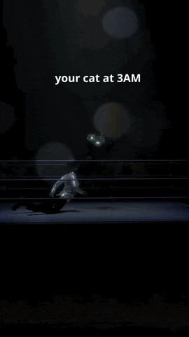 Sci-Fi Cat GIF