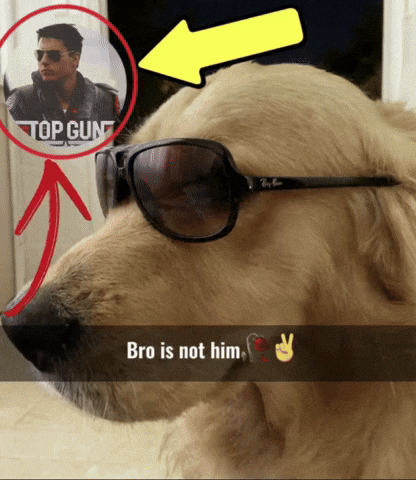 Top Gun Dog GIF