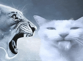 Gang Tuff GIF