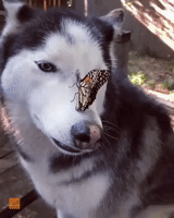Husky Has Adorable Reaction to Butterfly Landing on Her Nose