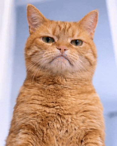 Gatito GIF