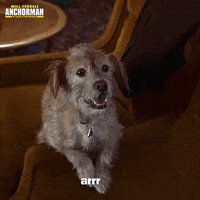 Dog Anchorman GIF by Paramount Movies