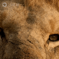Zoom Out Lion King GIF by Nature on PBS
