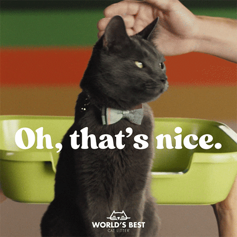 WorldsBestCatLitter cat sweet pet safe GIF