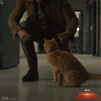 captain marvel cat GIF by Marvel Studios