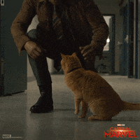 captain marvel cat GIF by Marvel Studios