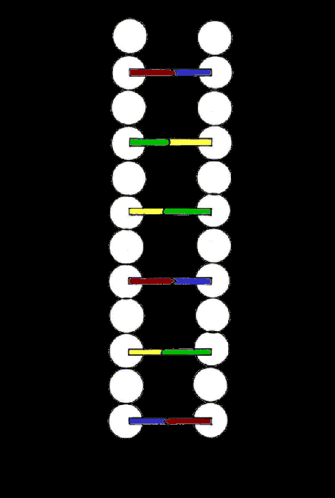 molecular biology dna GIF