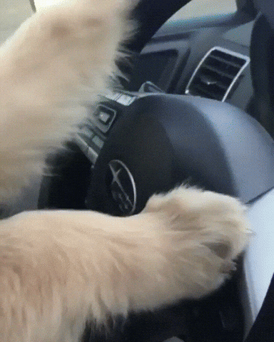 dog driving