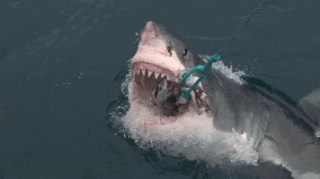 Excited Great White GIF by Shark Week