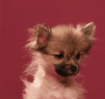 dog puppy GIF by Tuna the Pom
