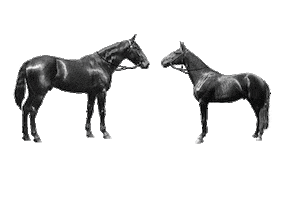 New Year'S Eve Horse Sticker