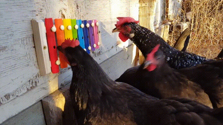 nic kuřata GIF