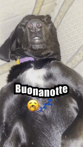 Black Dog GIF