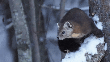 Pine Marten Tongue GIF by U.S. Fish and Wildlife Service