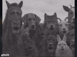 Gifkolik GIF